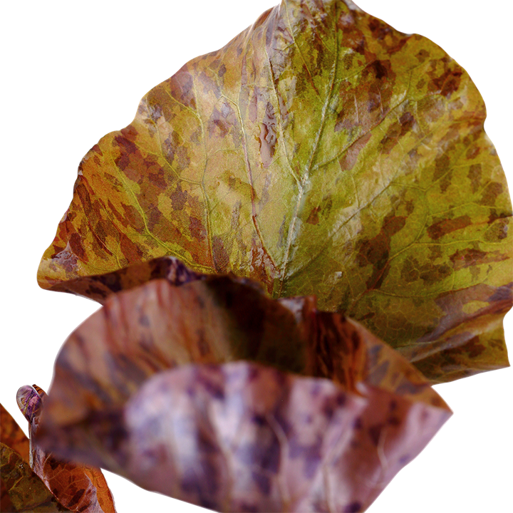 Tropica | Nymphaea lotus - Pot