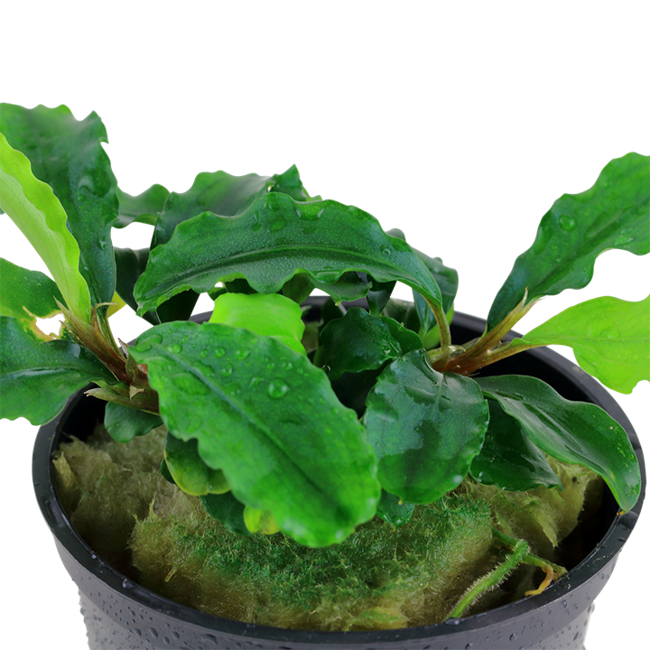 Tropica | Bucephalandra pygmaea ‘Bukit Kelam’ or 'Wavy Green'