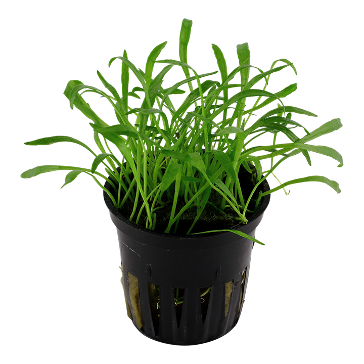 Tropica | Lilaeopsis brasiliensis - Pot in blister package