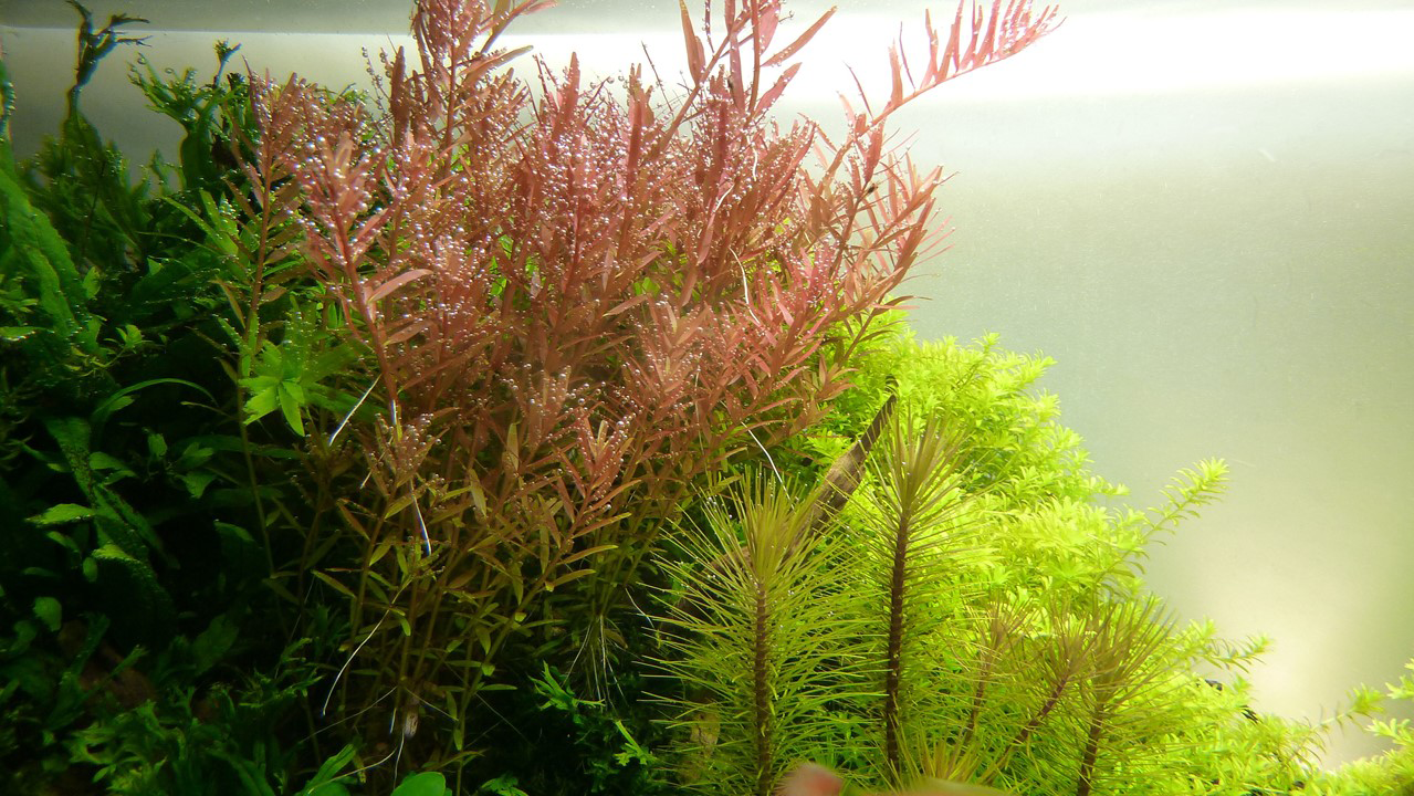 Tropica | Rotala rotundifolia - Pot in blister package