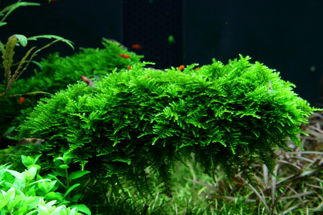 1-2-Grow! Vesicularia montagnei ‘Christmas Moss’