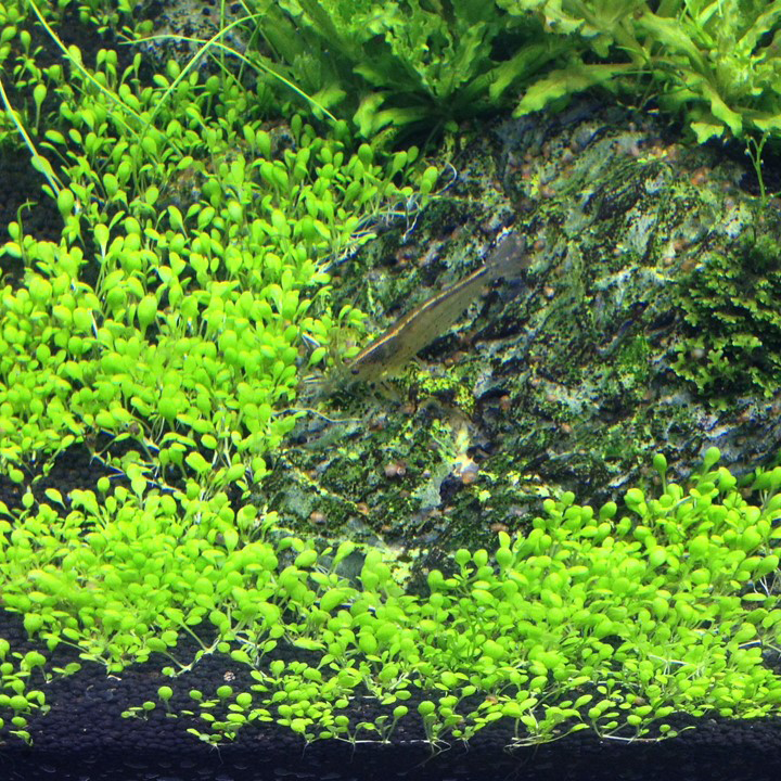 1-2-Grow! Elatine hydropiper