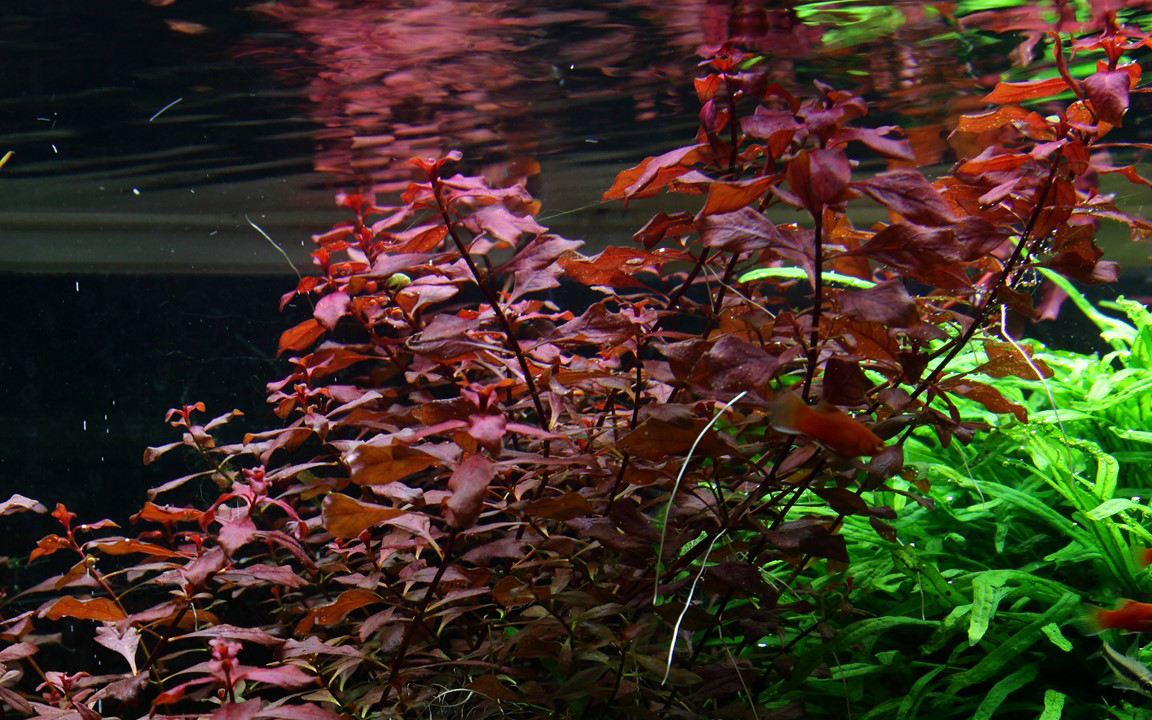 Tropica | Ludwigia palustris ‘Super Red’ - Pot