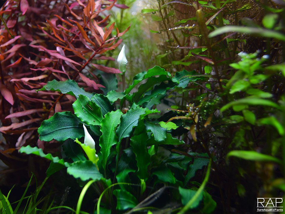 Tropica | Bucephalandra pygmaea ‘Bukit Kelam’ or 'Wavy Green'