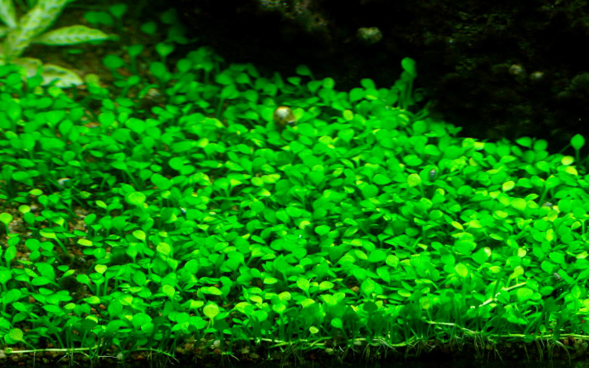 1-2-Grow! Marsilea crenata or Marsilea minuta