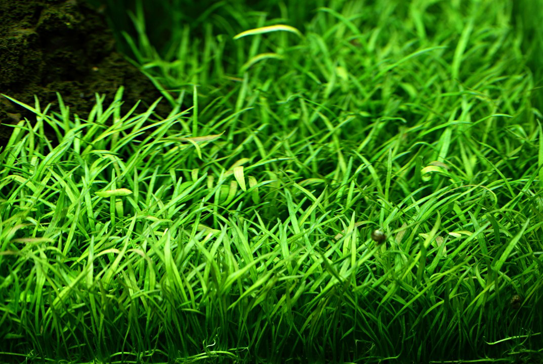 Tropica | Lilaeopsis brasiliensis - Pot in blister package