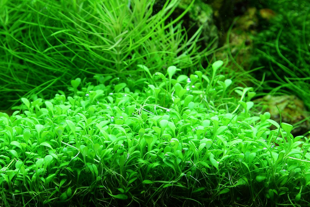 1-2-Grow! Glossostigma elatinoides