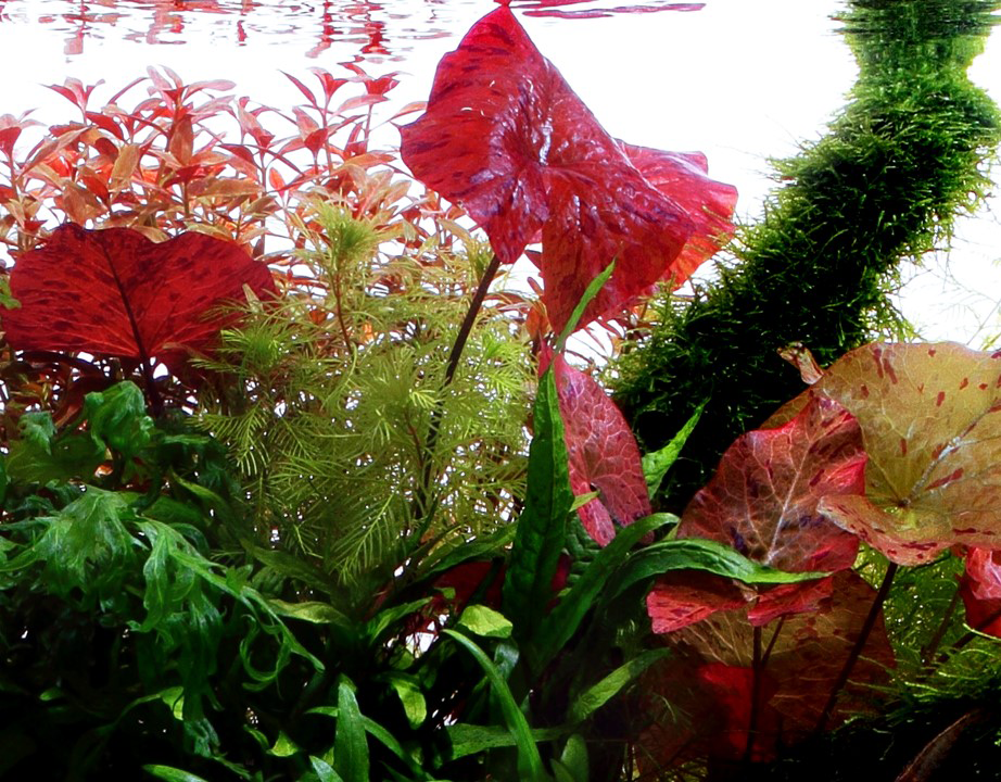 Tropica | Nymphaea lotus - Pot