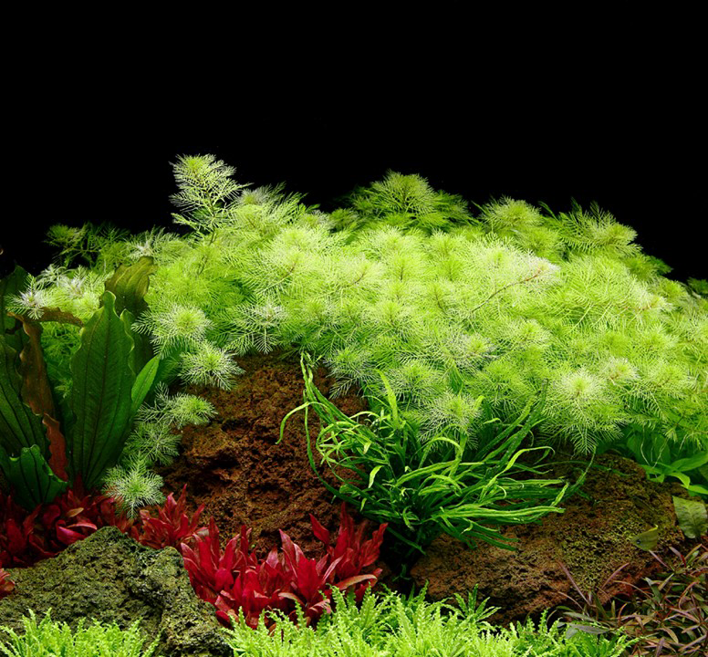 AG | Myriophyllum mattogrossense - Pot