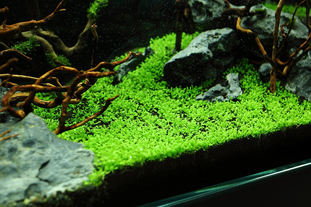1-2-Grow! Elatine hydropiper
