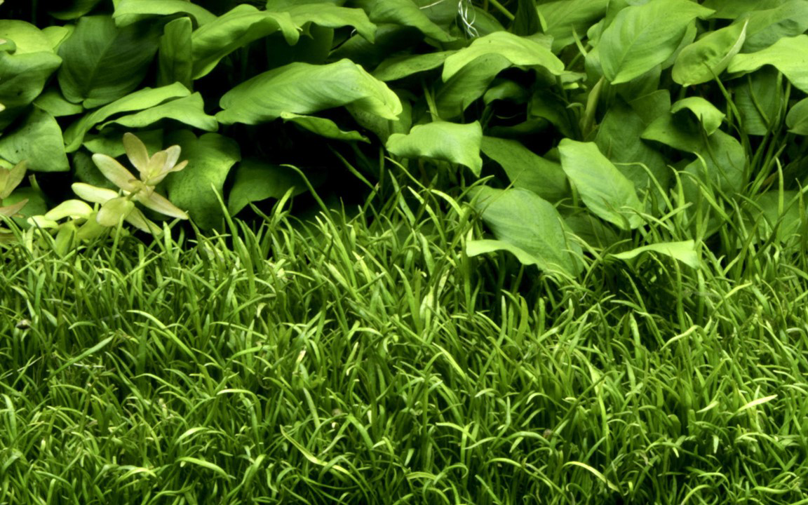 1-2-Grow! Lilaeopsis brasiliensis