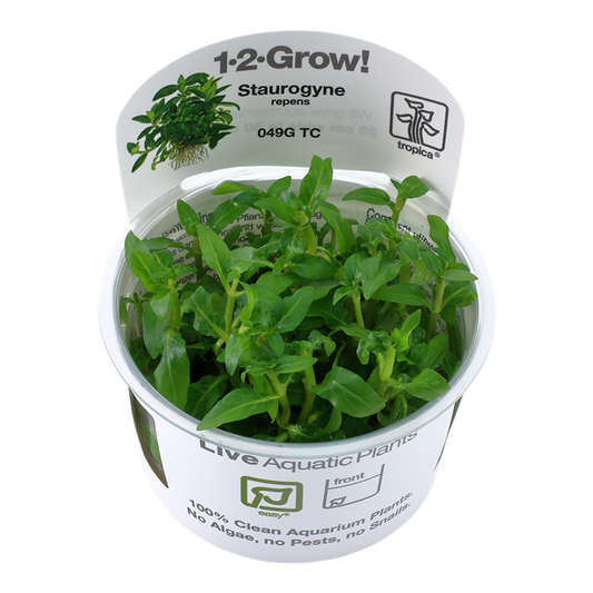 1-2-Grow! Staurogyne repens