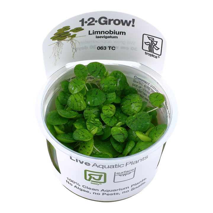 1-2-Grow! Limnobium laevigatum or 'Amazon frogbit'