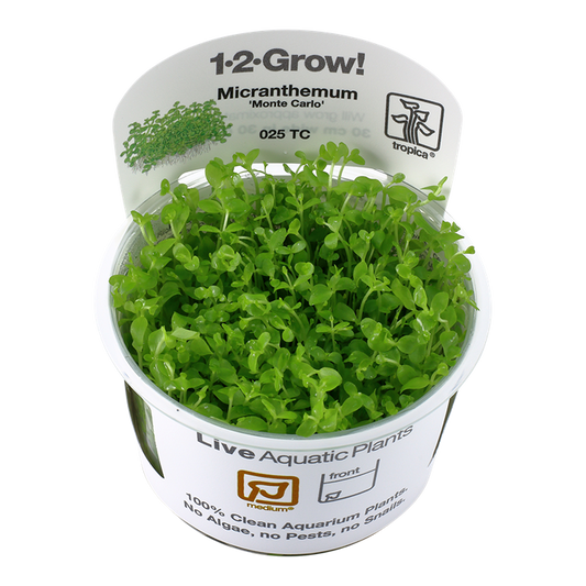 1-2-Grow! Micranthemum tweediei 'Monte Carlo'