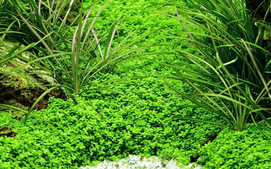 1-2-Grow! Hemianthus callitrichoides 'Cuba' or Micranthemum callitrichoides 'Cuba'