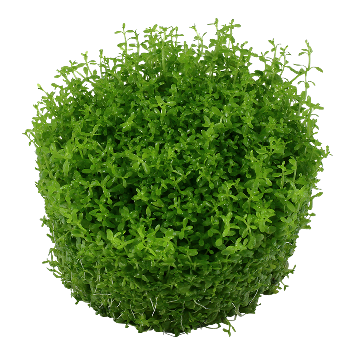 1-2-Grow! Hemianthus callitrichoides 'Cuba' or Micranthemum callitrichoides 'Cuba'