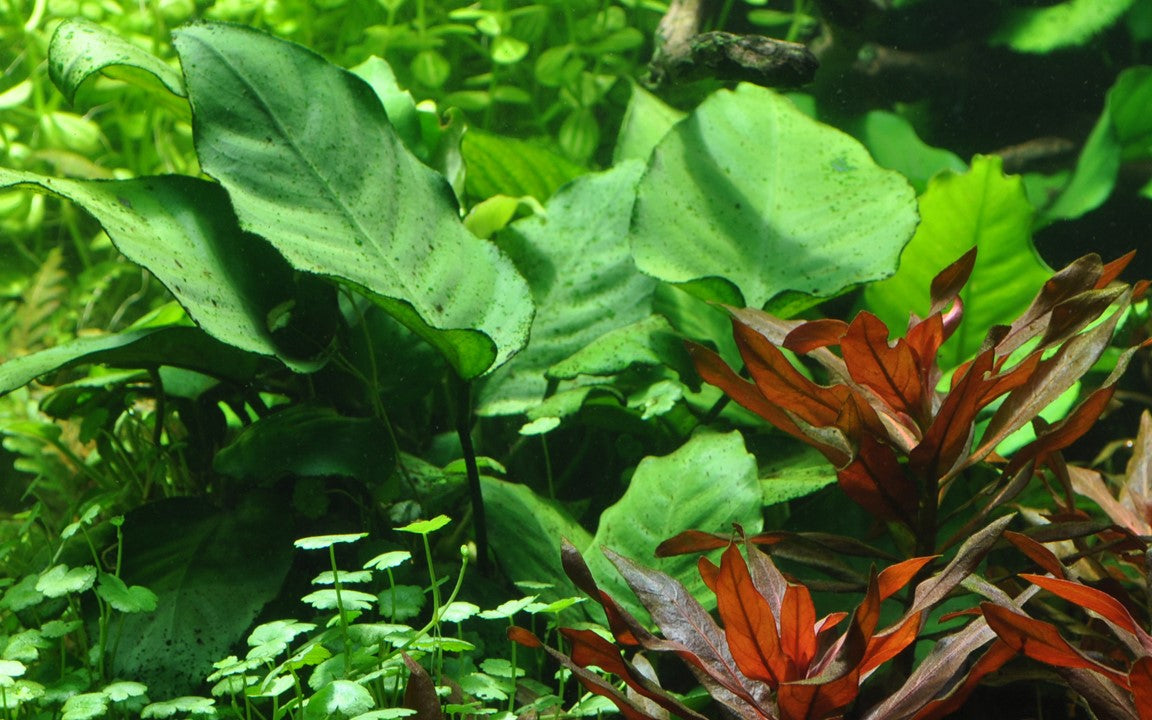Tropica | Anubias barteri caladiifolia - Pot in blister package