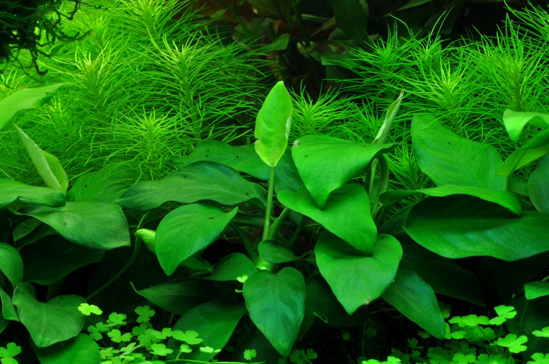 Tropica | Anubias barteri var. nana - Pot in blister package