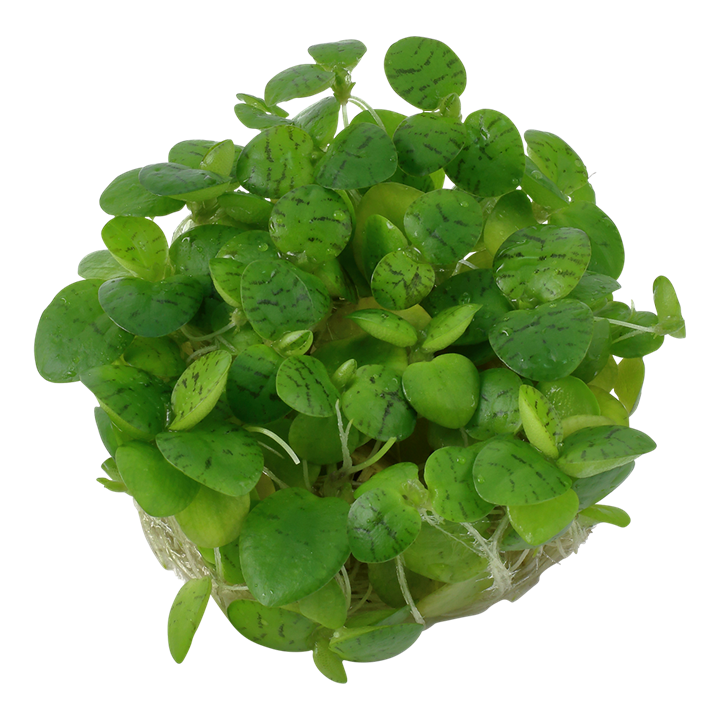1-2-Grow! Limnobium laevigatum or 'Amazon frogbit'