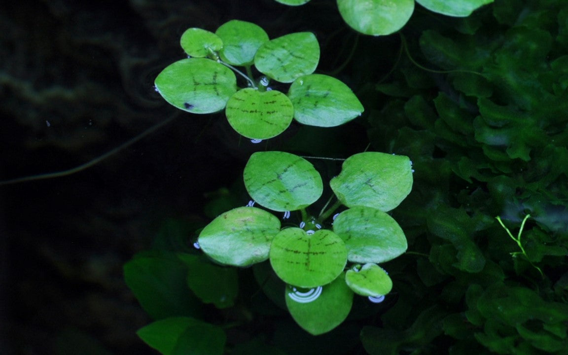 1-2-Grow! Limnobium laevigatum or 'Amazon frogbit'