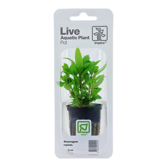 Tropica | Staurogyne repens - Pot in blister package