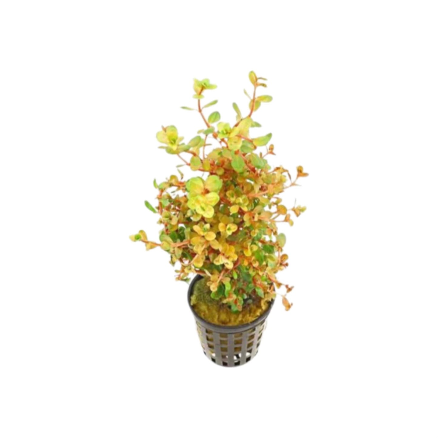 AG | Rotala rotundifolia ‘Orange juice’ - Pot