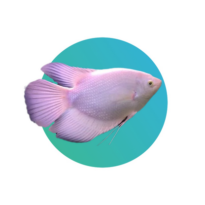 Giant gourami