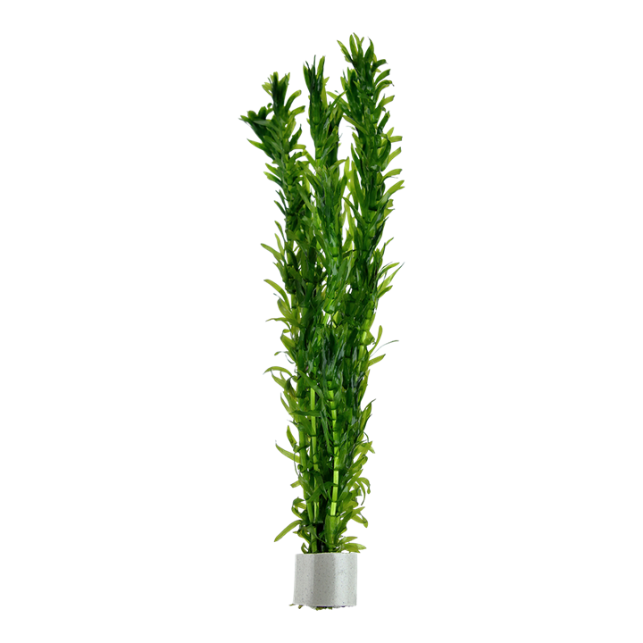 AG | Egeria densa - Pot