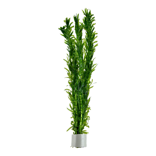 AG | Egeria densa - Pot