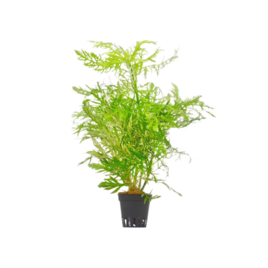 AG | Hygrophila difformis - Pot