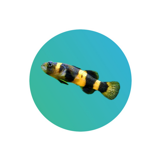 Bumblebee goby