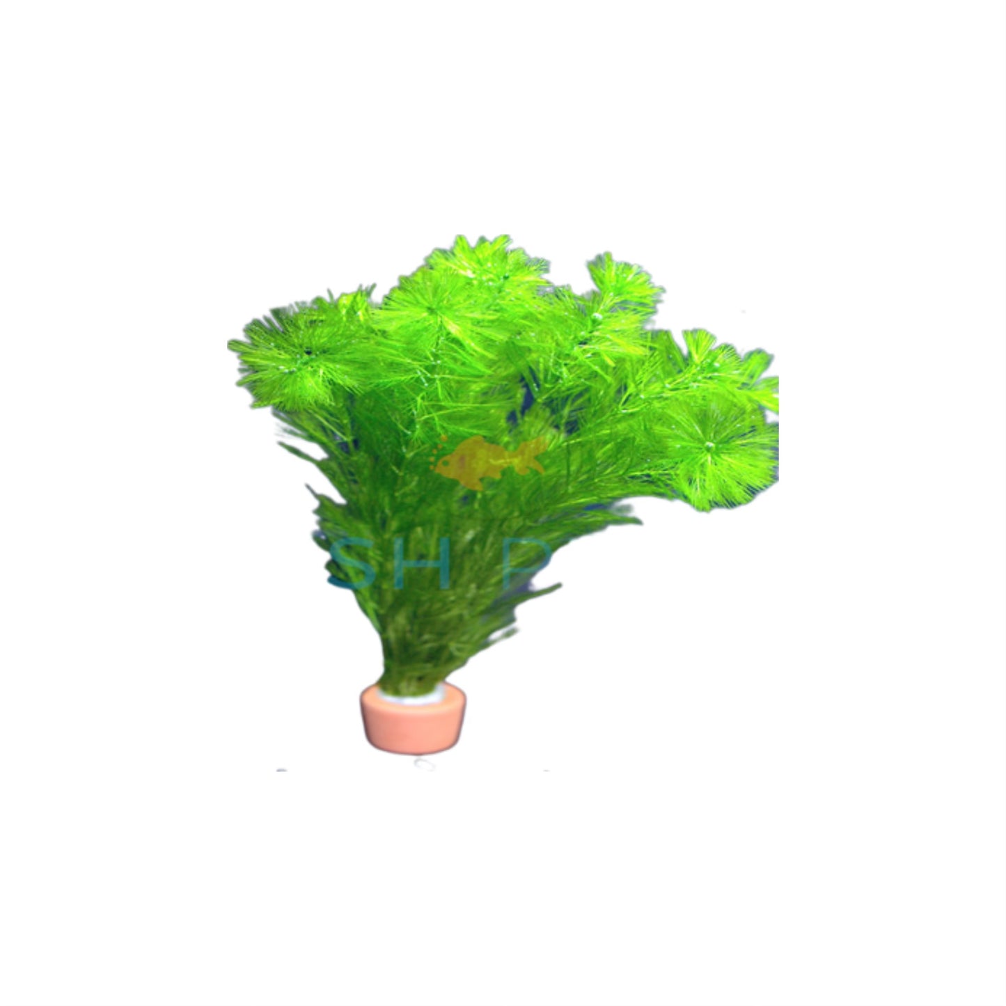 AG | Myriophyllum elatinoides - Pot