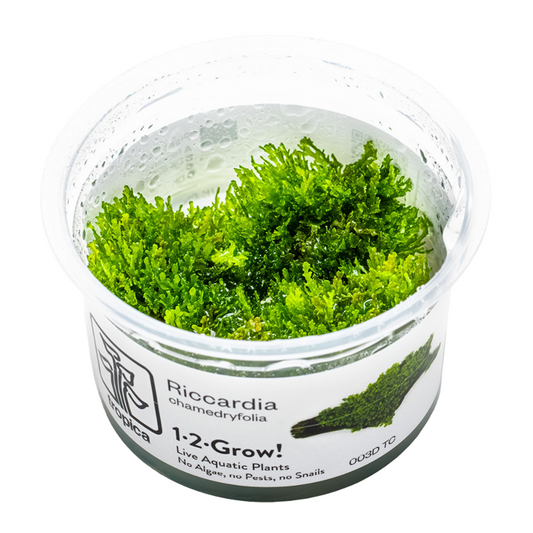 1-2-Grow! Riccardia chamedryfolia