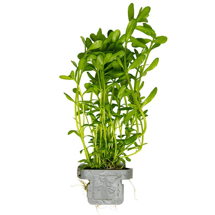 Tropica | Bacopa monnieri 'Compact' - Plant clip