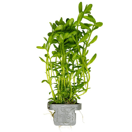 Tropica | Bacopa monnieri 'Compact' - Plant clip