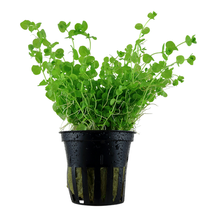 Tropica | Micranthemum umbrosum - Pot