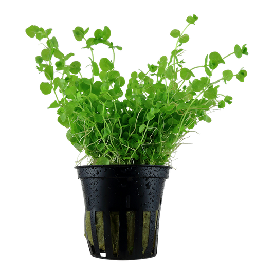 Tropica | Micranthemum umbrosum - Pot