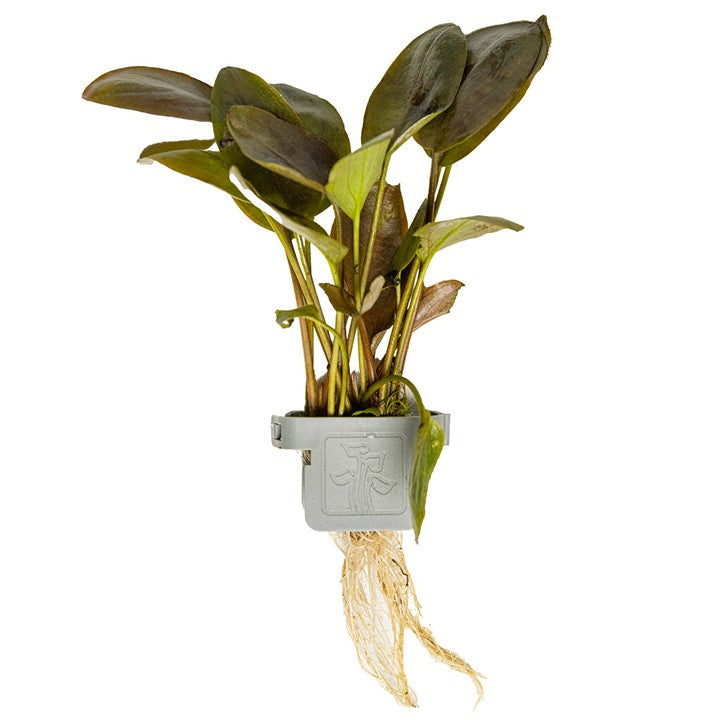 Tropica | Lagenandra meeboldii 'Red' - Plant clip