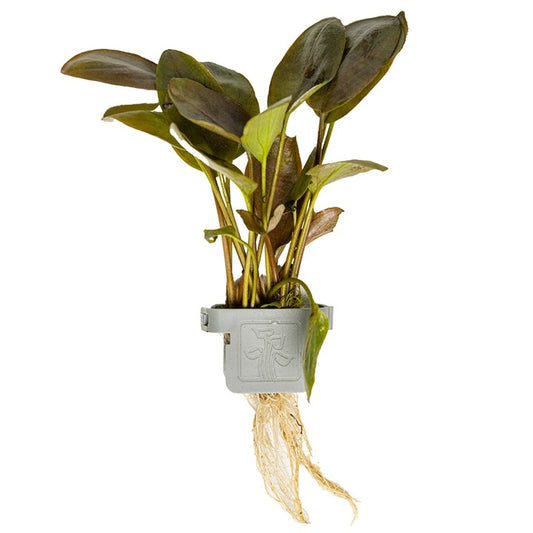 Tropica | Lagenandra meeboldii 'Red' - Plant clip