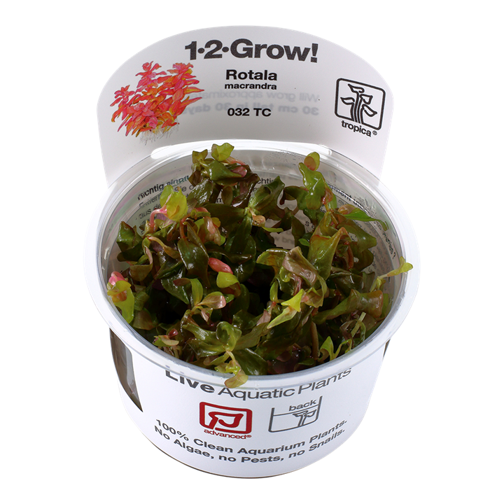 1-2-Grow! Rotala macrandra