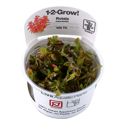 1-2-Grow! Rotala macrandra