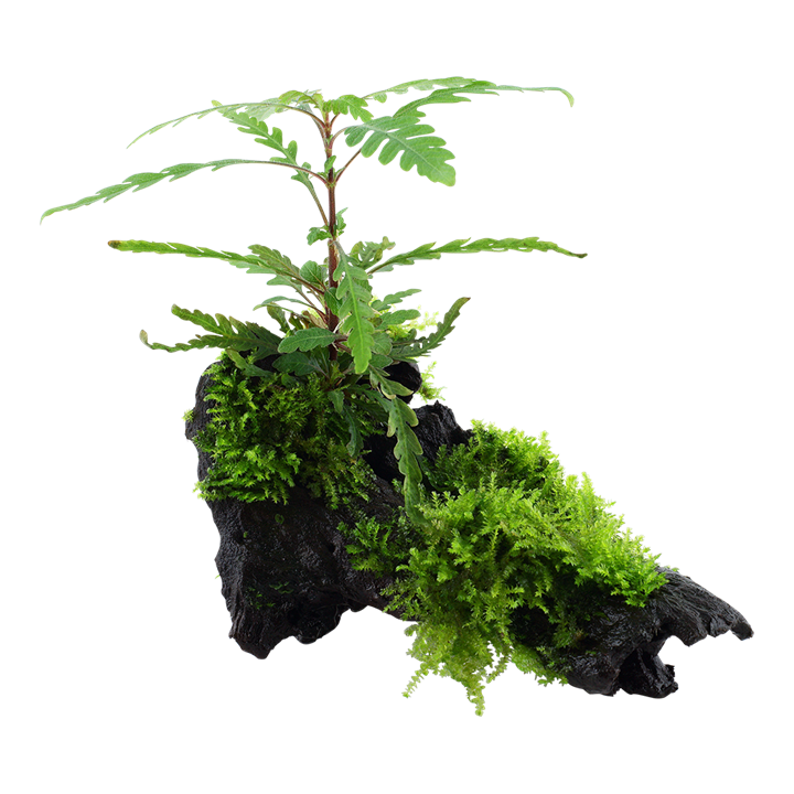 Hygrophila pinnatifida and moss - on wood