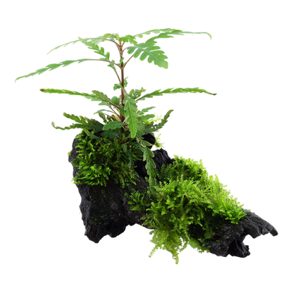 Hygrophila pinnatifida and moss - on wood