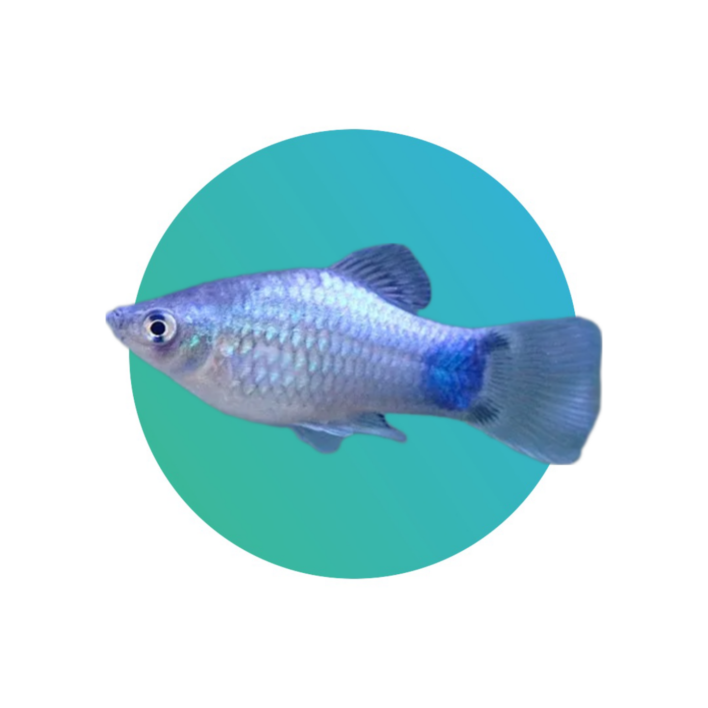 Blue platy