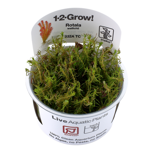 1-2-Grow! Rotala wallichii