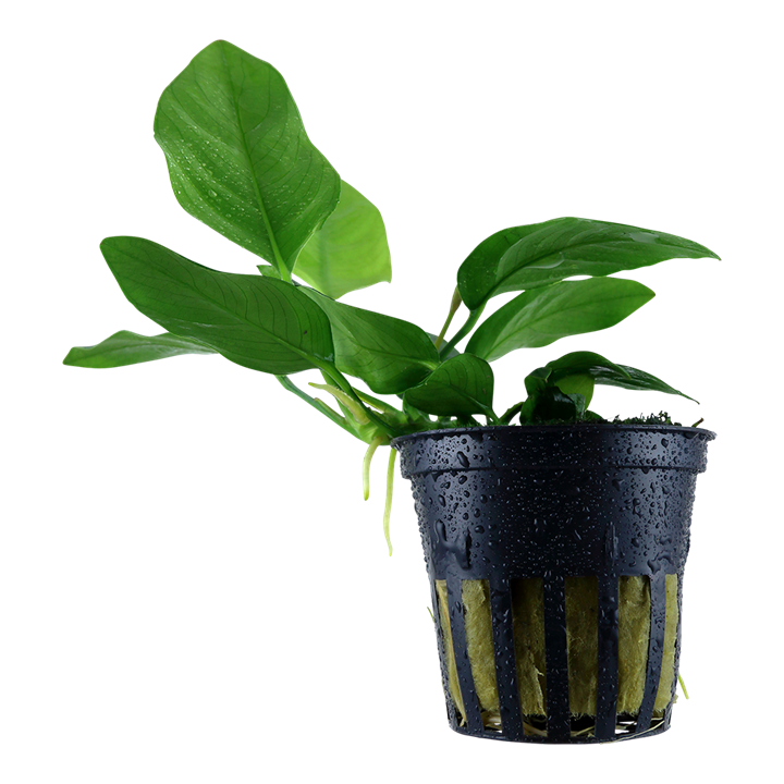 Anubias barteri var. nana - Pot