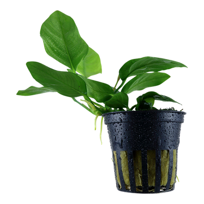 Anubias barteri var. nana - Pot