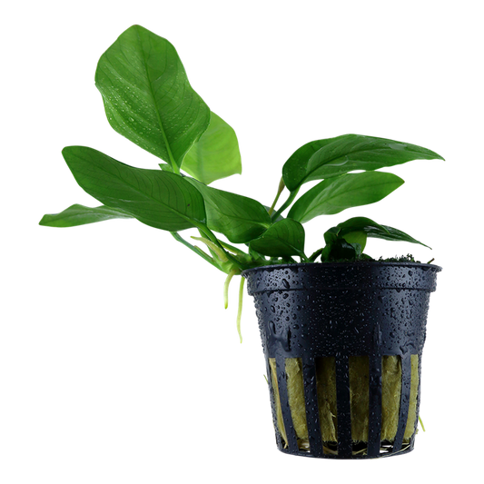 Anubias barteri var. nana - Pot