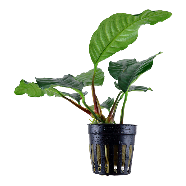 Anubias barteri var. 'Coffeifolia' - Pot
