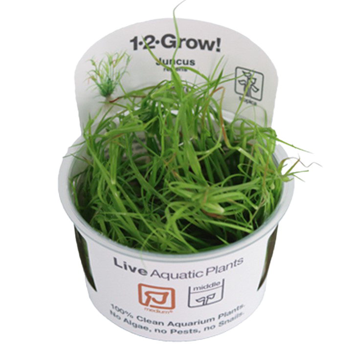 1-2-Grow! Juncus repens